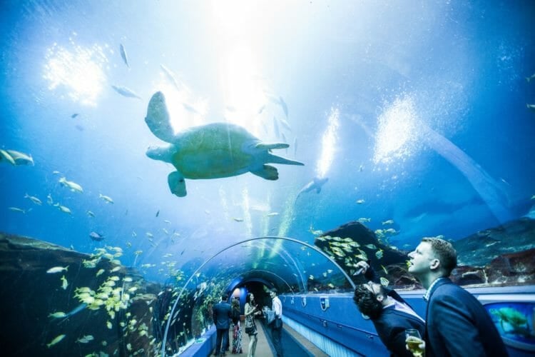 Aqua Vino at the Aquarium Concierge Services of Atlanta