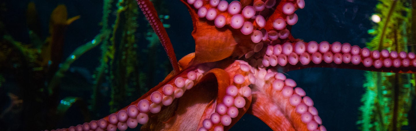 Visit Today | Georgia Aquarium | Located in Downtown Atlanta, Georgia 17