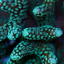 Guided Virtual Tours - Tropical Diver