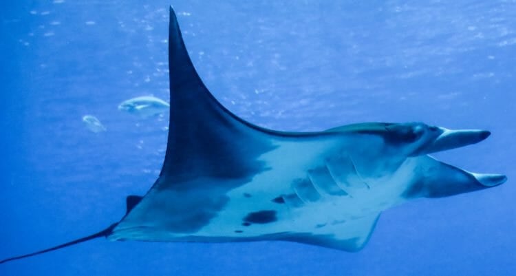 Manta Ray Research & Conservation