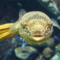 Visit Today | Georgia Aquarium | Located in Downtown Atlanta, Georgia 27
