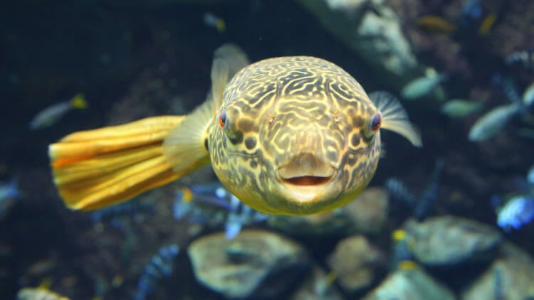 Visit Today | Georgia Aquarium | Located in Downtown Atlanta, Georgia 27
