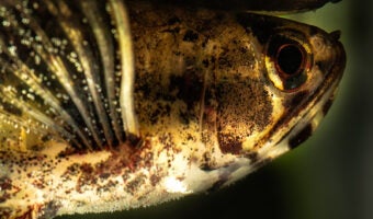 African Butterflyfish 1