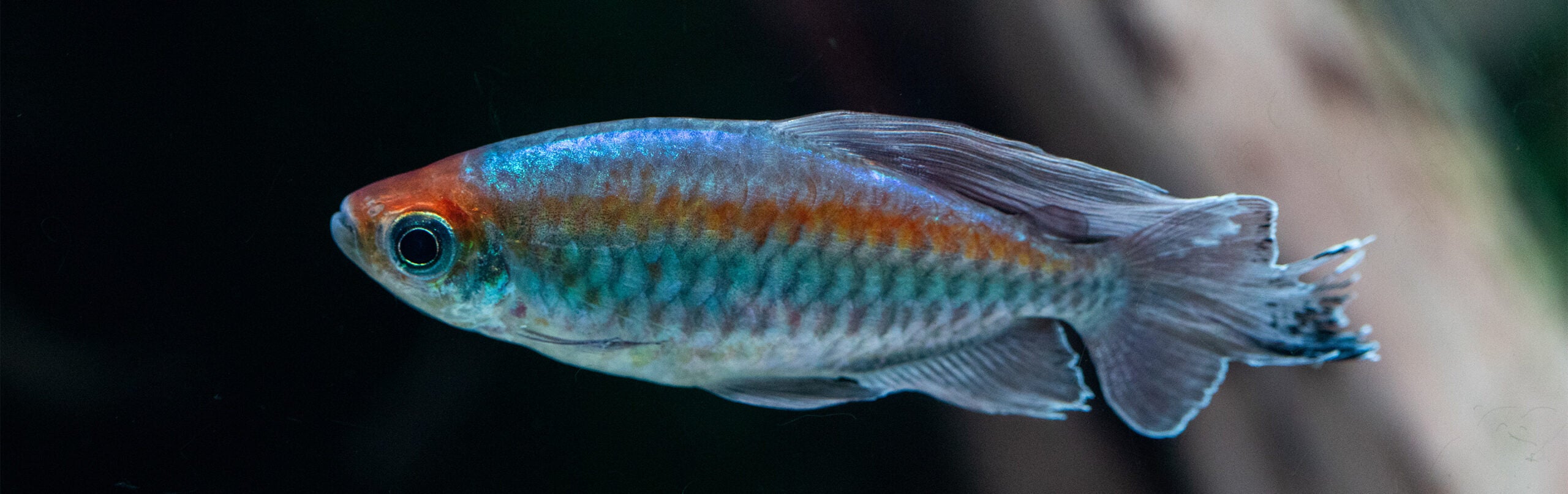 Congo Tetra - Georgia Aquarium