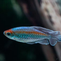 Congo Tetra 1