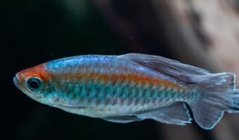 Congo Tetra 1