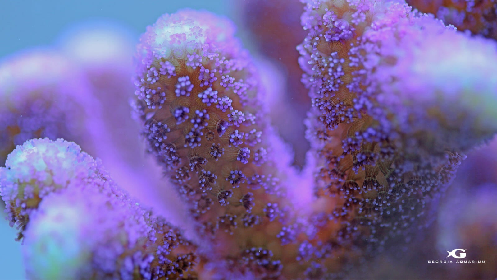 Coral Reef Awareness Week Aquarium