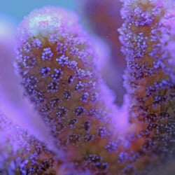 Coral Reef Awareness Week 15