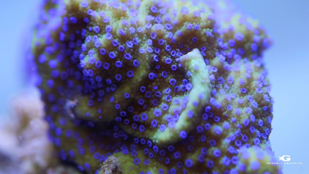 Coral Reef Awareness Week 16