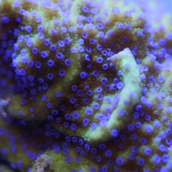 Coral Reef Awareness Week 16