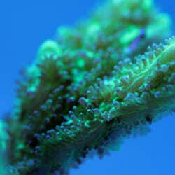 Coral Reef Awareness Week 17