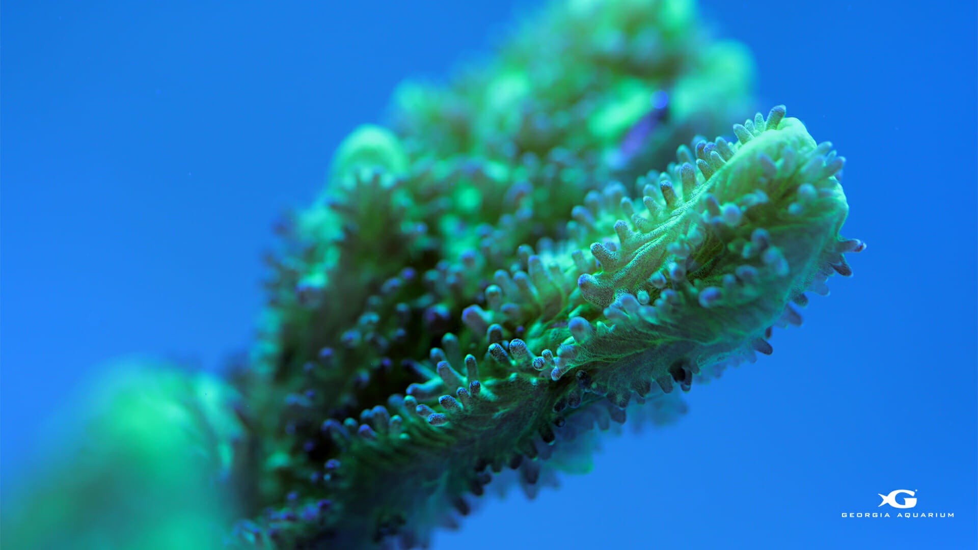 Georgia Aquarium Coral Reef Awareness Week