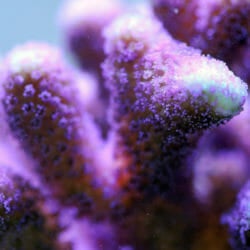 Coral Reef Awareness Week 18