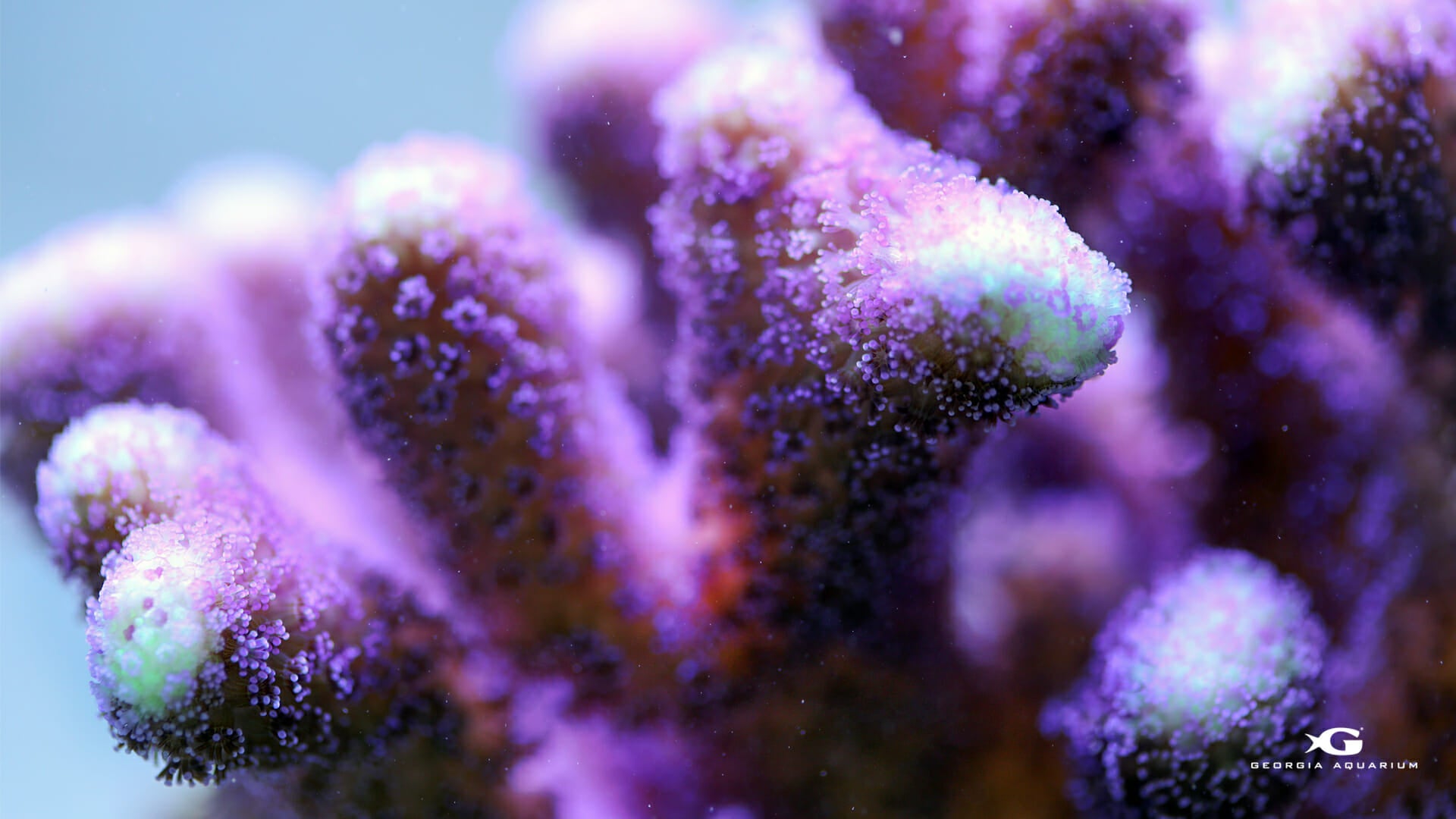 Coral reefer 420