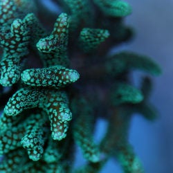 Coral Reef Awareness Week 20
