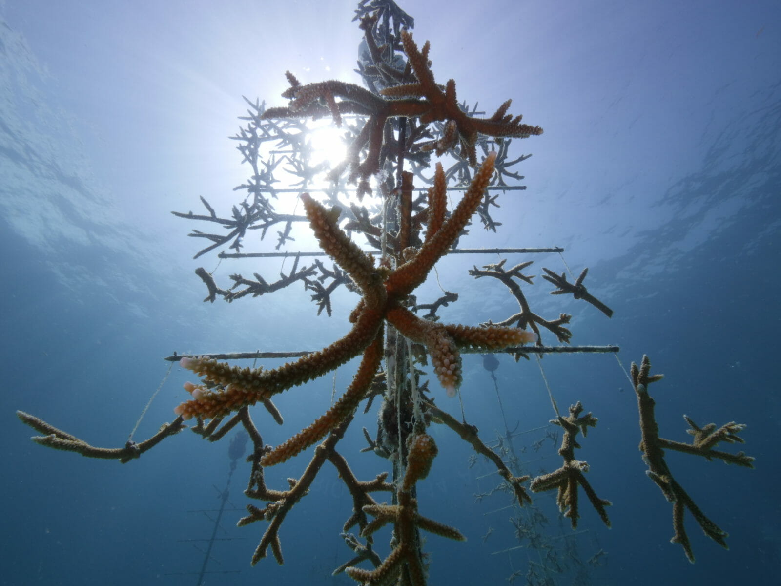 Coral Reef Awareness Week Aquarium