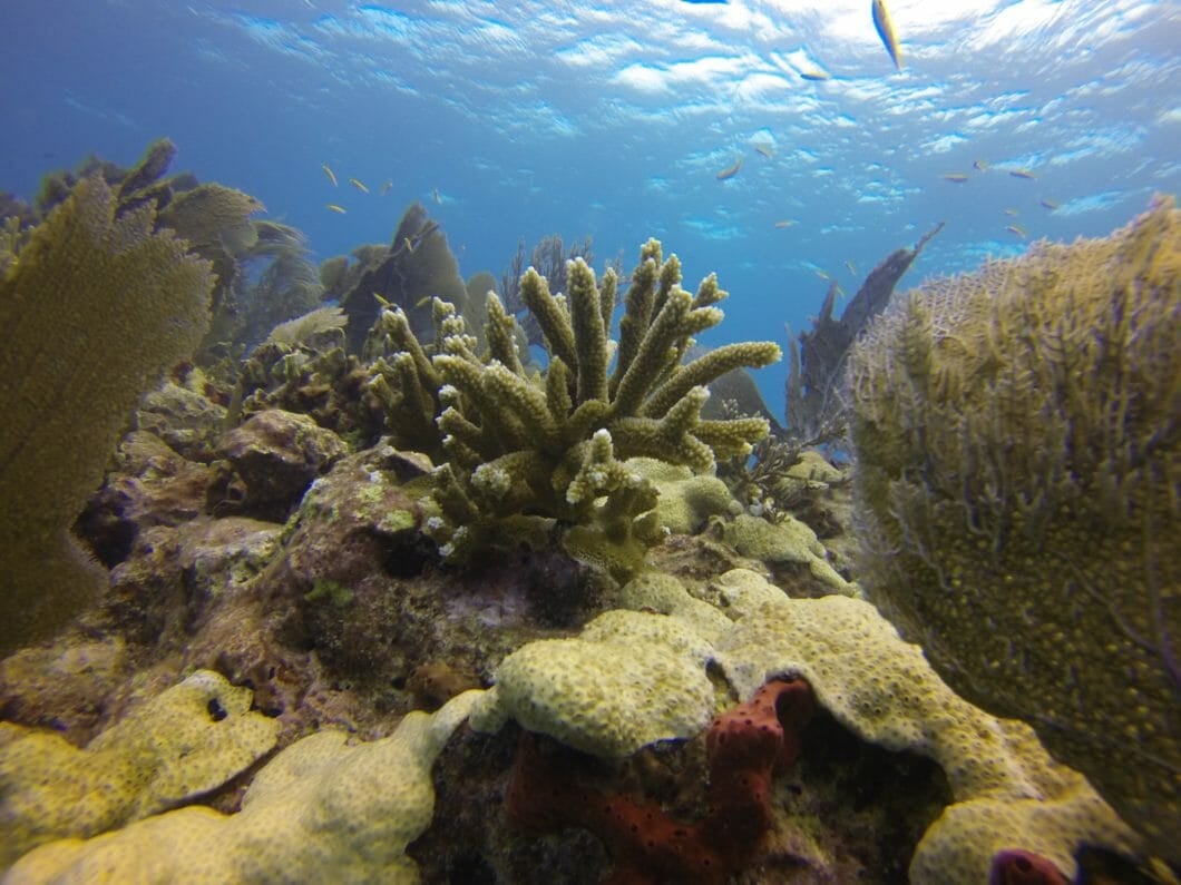 Coral Reef Awareness Week 3