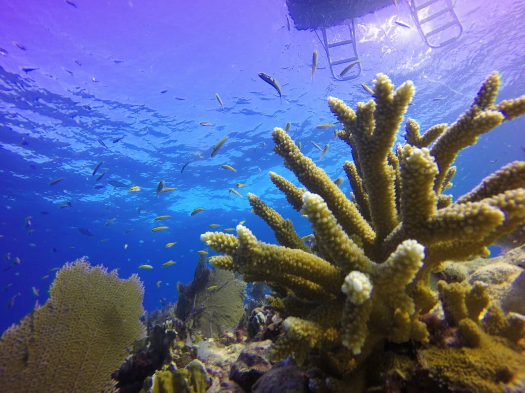 Coral Reef Awareness Week 5