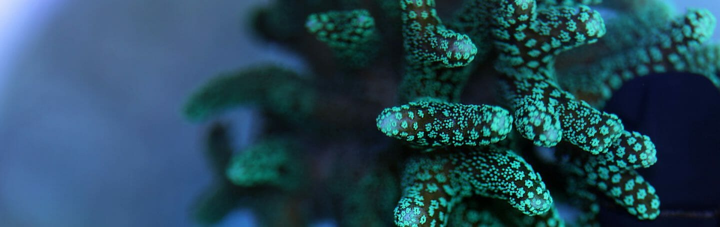 Coral Reef Awareness Week 13