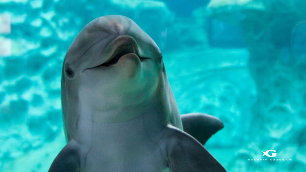 2018 Research and Conservation Newsletters Aquarium