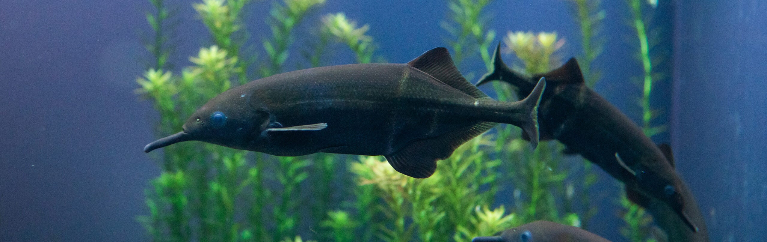 Elephantnose Fish - Georgia Aquarium