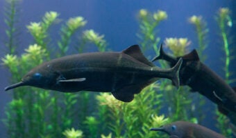 Elephantnose Fish 1
