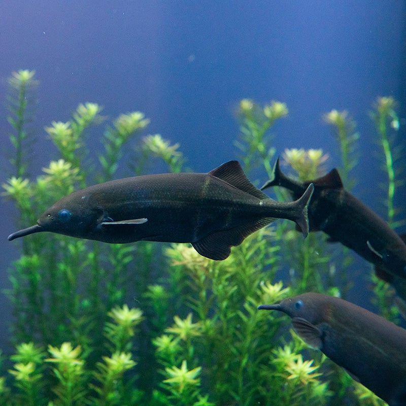 Fish Profile: Peters' Elephantnose Fish.