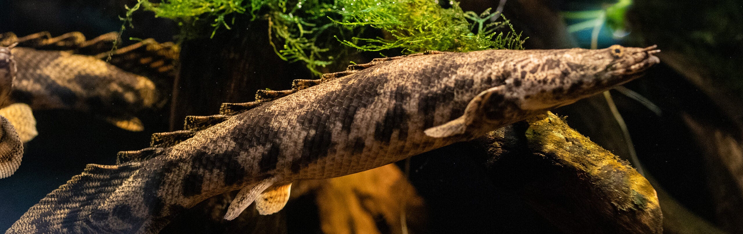 Saddled Bichir 1