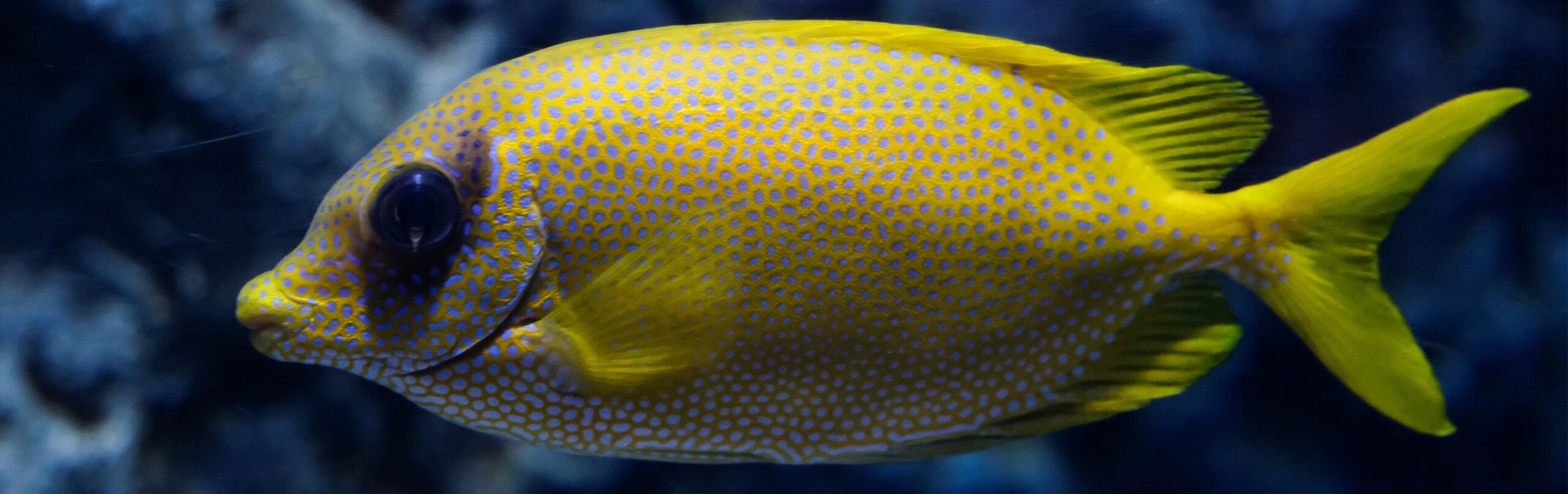 Blue-spotted Spinefoot