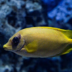 Blue-spotted Spinefoot 1