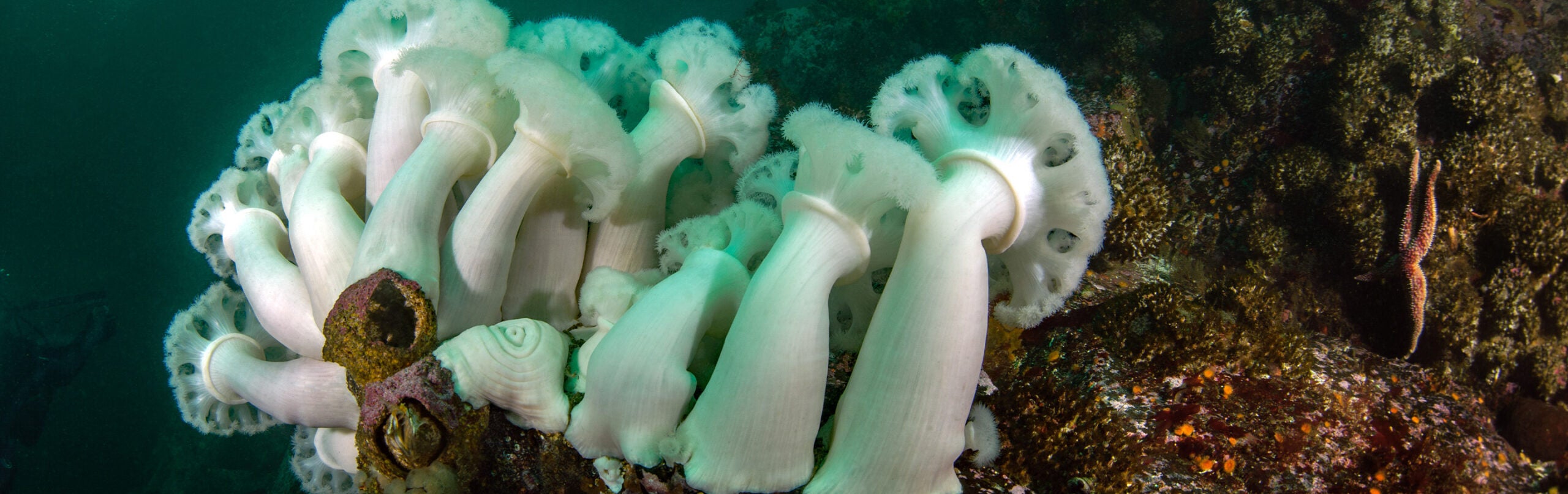 Giant Plumose Anemone