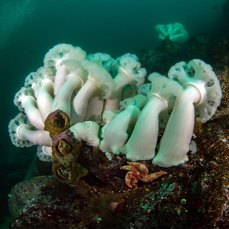 Giant Plumose Anemone - Georgia Aquarium