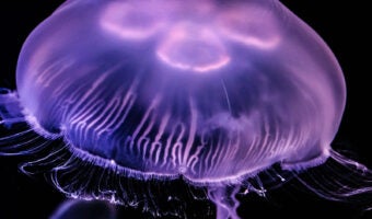 Moon Jelly 1