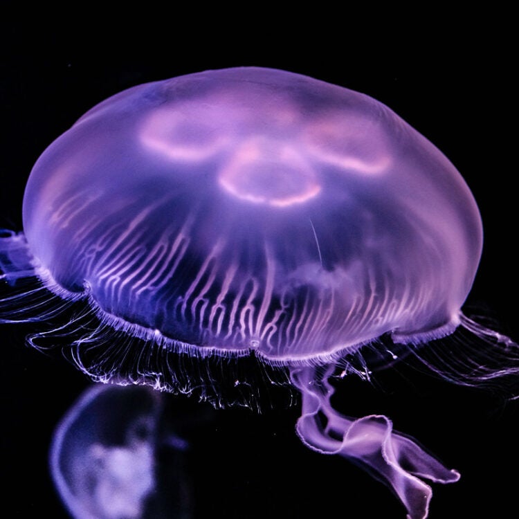 Crown Jellyfish by mroyat94 on DeviantArt | Red jelly, Underwater flowers,  Red