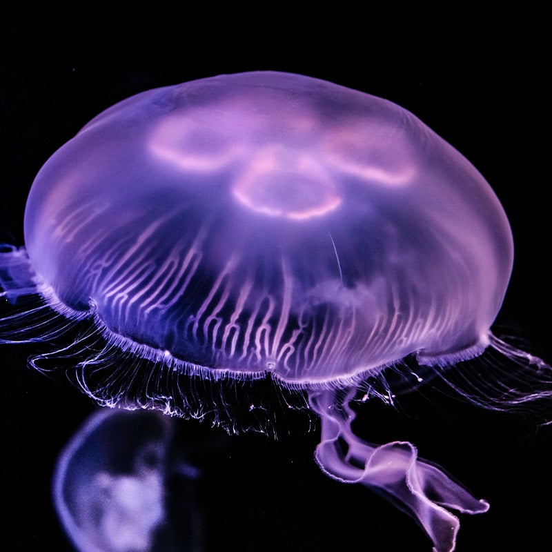 New Jellyfish Discovered 2024 Adey Loleta