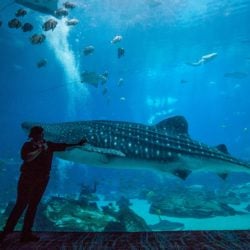 Whale Shark Day 3