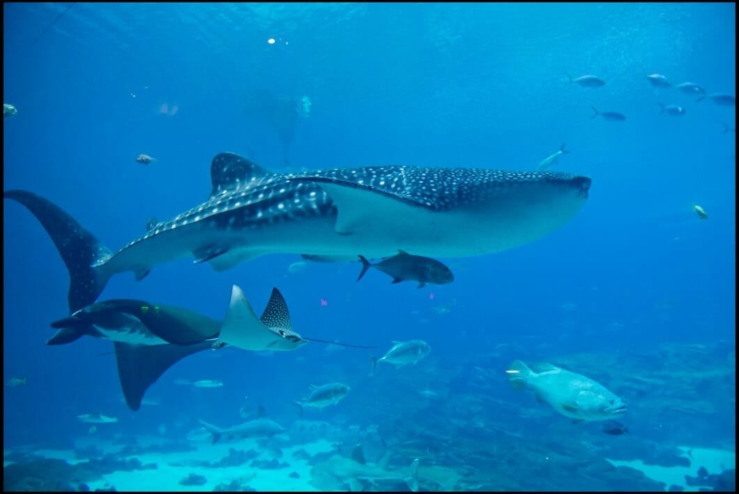 Whale Shark Day 1