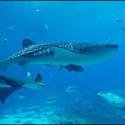 Whale Shark Day 1