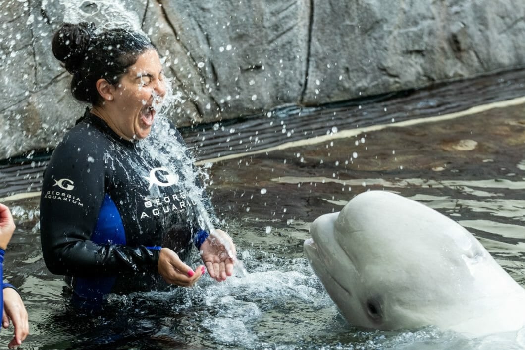 Swimming With Beluga Whales Aquarium Aquarium Views