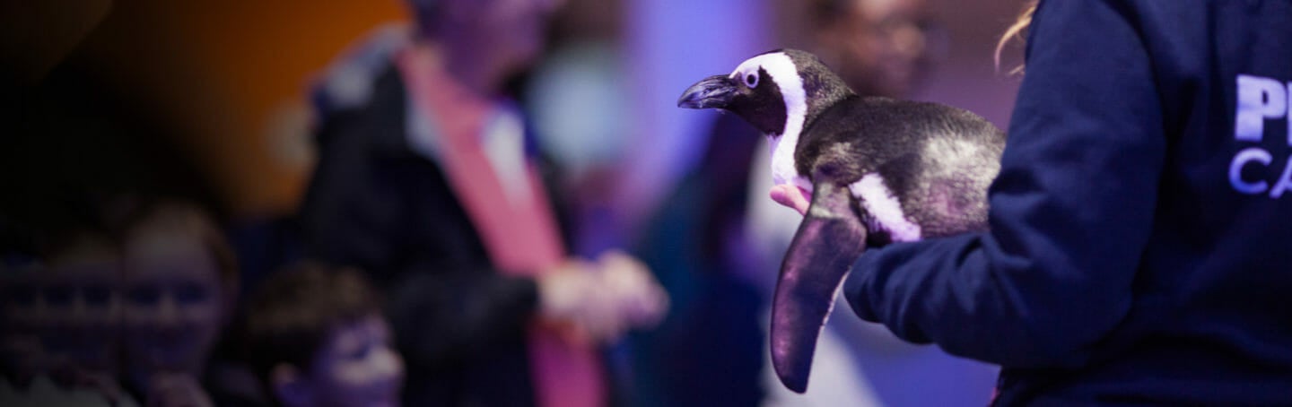 Party with the Penguins 3