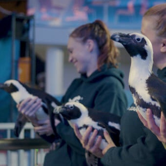 Party with the Penguins 5