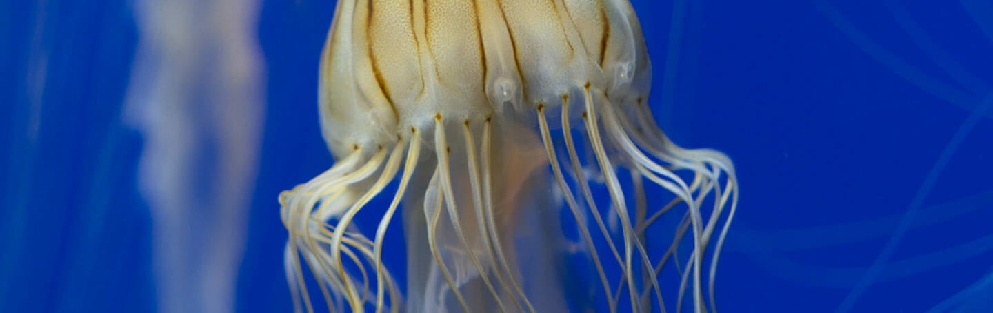 Things To Do In Atlanta GA | Georgia Aquarium