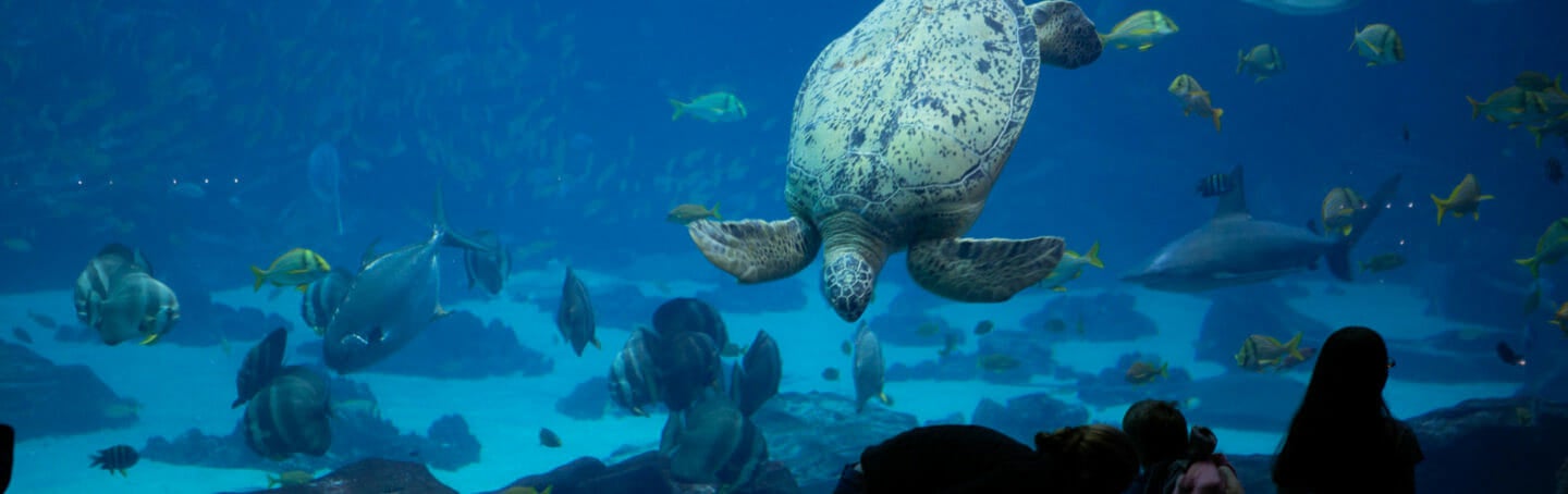 Things To Do In Atlanta GA Today | Georgia Aquarium