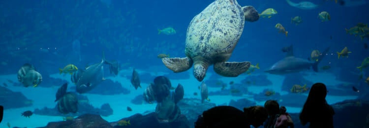 Things To Do In Atlanta GA Today | Georgia Aquarium