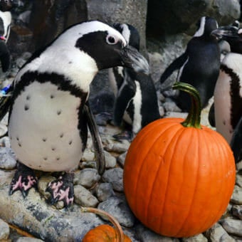 Trick or Treat 2019 6