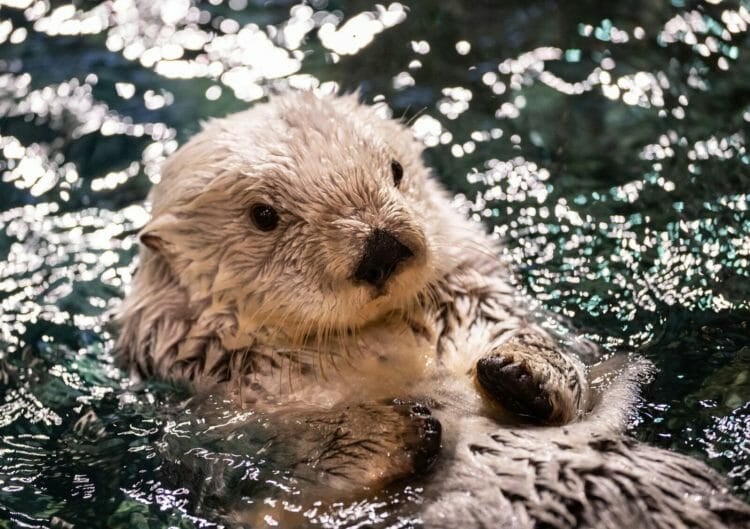 Visit Today | Georgia Aquarium | Located in Downtown Atlanta, Georgia 31