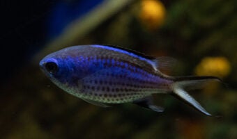 Blue Chromis