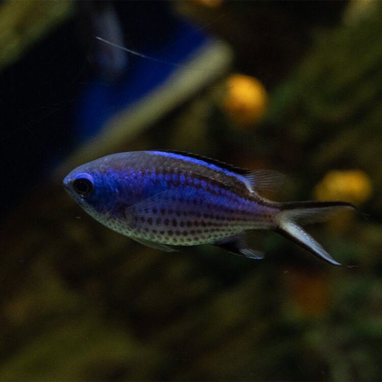 Blue Chromis