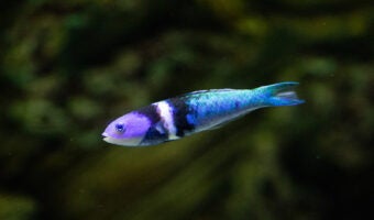 Bluehead Wrasse