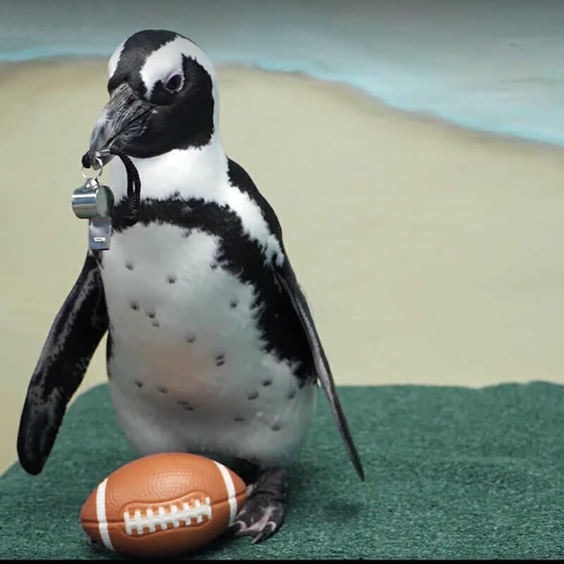ChickfilA Peach Bowl Fan Night December 31, 2025 Aquarium